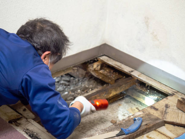 Best Commercial Mold Removal  in Glen Rose, TX