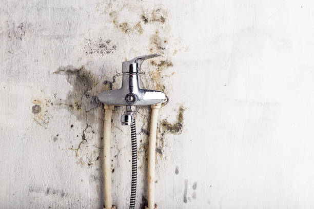  Glen Rose, TX Mold Removal Pros