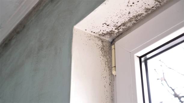 Home Mold Removal in Glen Rose, TX
