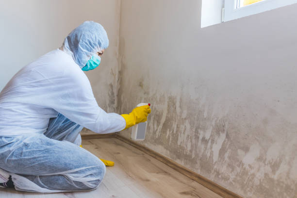 Mold Testing and Removal in Glen Rose, TX