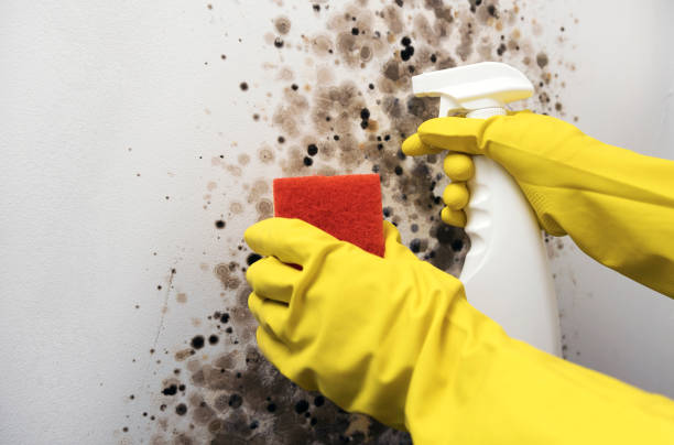 Best Attic Mold Removal  in Glen Rose, TX