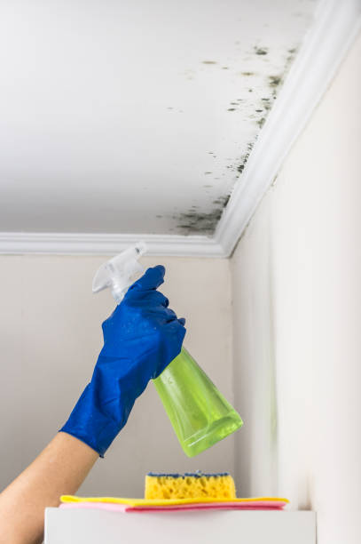 Best Certified Mold Removal  in Glen Rose, TX