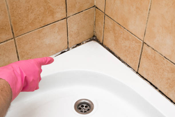 Best Professional Mold Removal  in Glen Rose, TX
